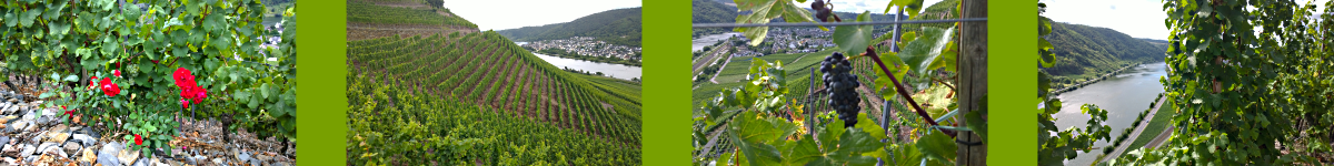 Winzerwirtschaft Barz Laufbild 3